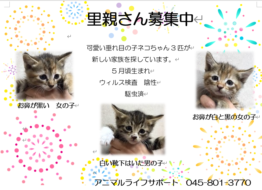 お知らせ ブログ 泉区和泉が丘の動物病院なら アニマル ライフ サポート 藤沢市からもアクセス良好