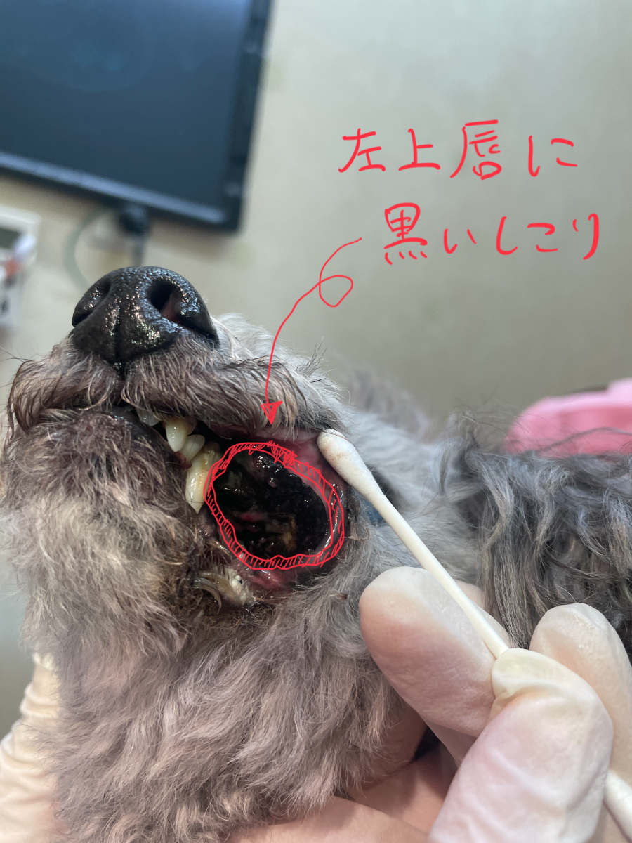 外科ブログ｜泉区和泉が丘の動物病院なら、アニマル ライフ サポート