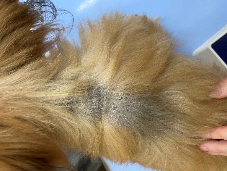 泉区和泉が丘・アニマル ライフ サポート