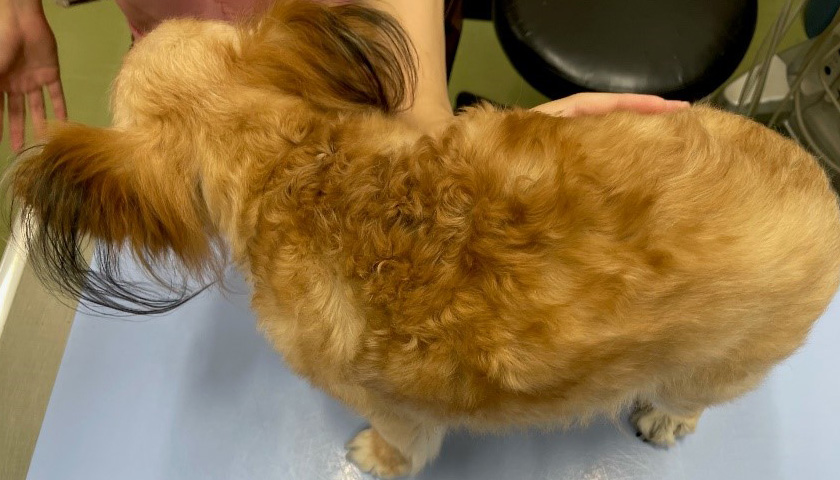 泉区和泉が丘・アニマル ライフ サポート