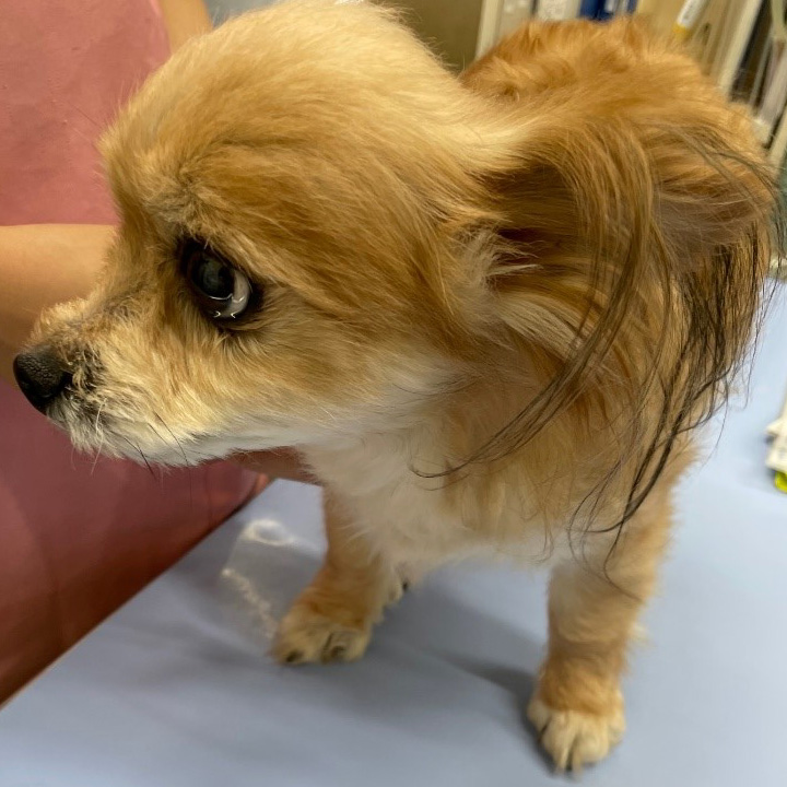 泉区和泉が丘・アニマル ライフ サポート