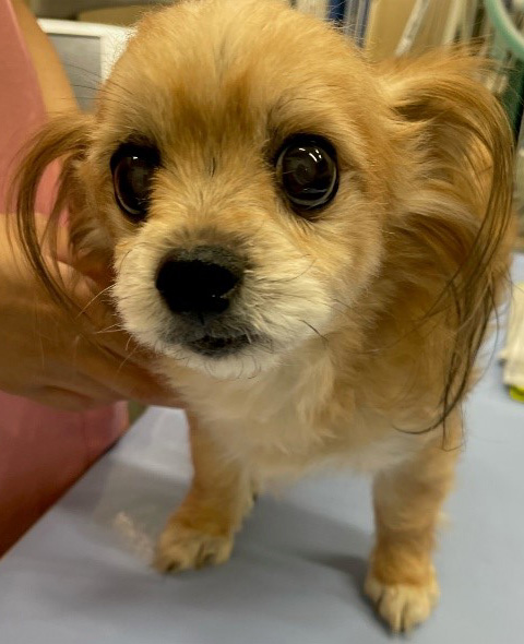 泉区和泉が丘・アニマル ライフ サポート