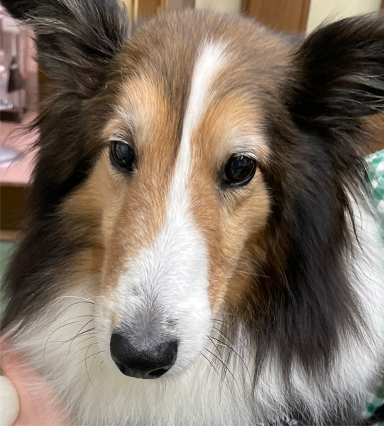 泉区和泉が丘・アニマル ライフ サポート